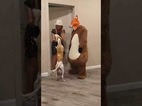 Funny stray dog and a fox ask Tanya for food, Arsenii Boy