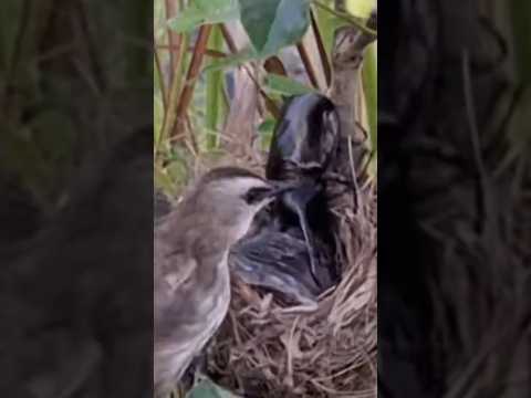 the mother bird is brave on the beetle