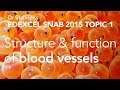 Capillary and Blood Vessel Functions