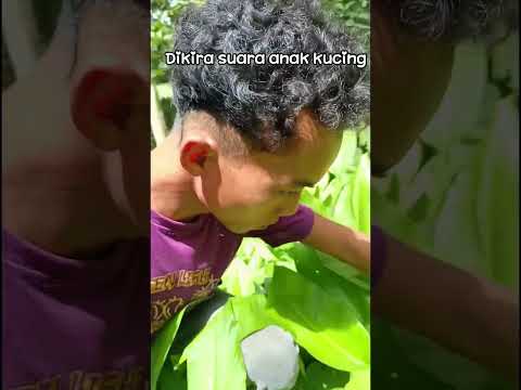 bukan suara anak kucing