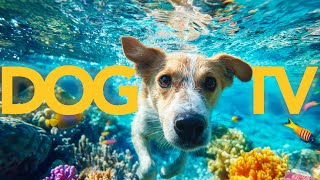 The Best LIVE TV for Dogs on YouTube! Relaxing & Fun Interactive Videos for Bored Dogs!