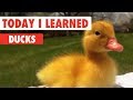 Video Content Comprehension