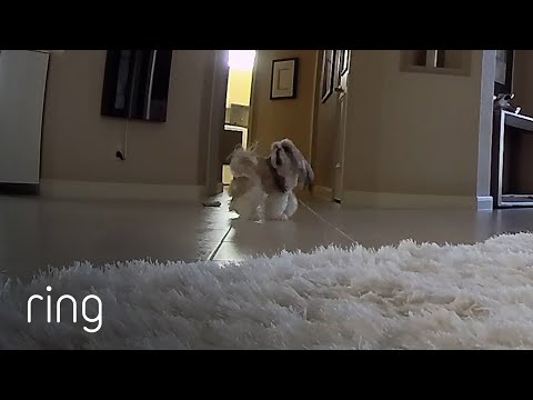 Funny Shih Tzu’s Adorable Reaction to Phone Ringing is One to Watch! | RingTV