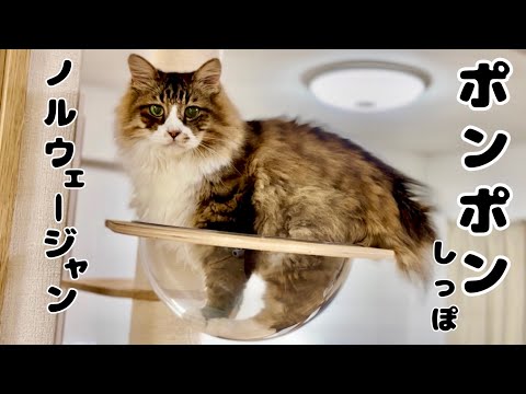 【珍しい】ポンポン尻尾のノルウェージャン 元野良猫まるとら&ぽこまる
