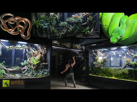 I Added a Snake Into My  Rainforest Vivarium