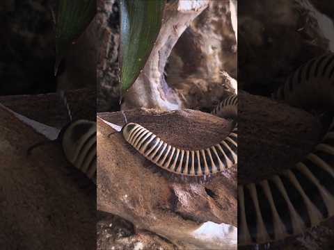 Mr Slinky 😍 #millipede 