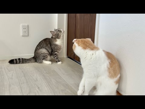 部屋に入れてもらえないとドアの前で永遠に鳴き続ける猫たちに困ってます…