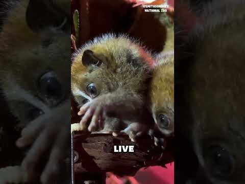 Are slow lorises friendly? #shorts #animals #animalkingdom #wildlife #cuteanimals #slowloris
