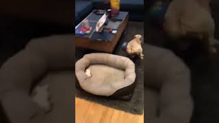😂 #funny #funnydogs #funnyvideo #shorts #funnyshorts