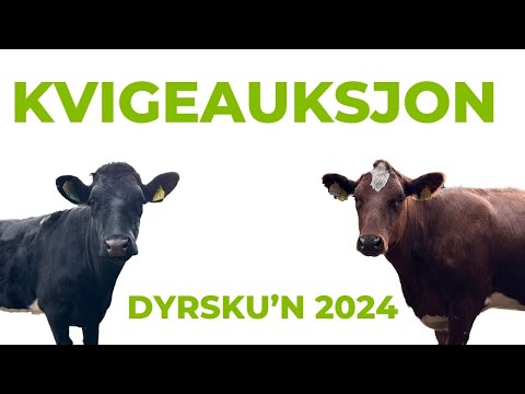 Bli med på kvigeauksjon på Dyrsku'n 2024