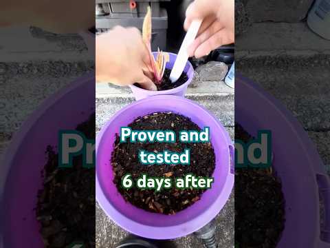 How to Plant Grow and Farm Without Seeds #planting #farming #agriculture #short