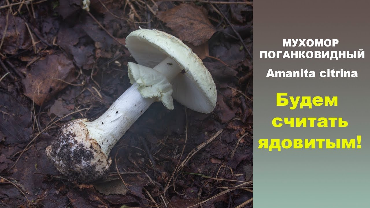 Будем считать ядовитым! Мухомор поганковидный - Amanita citrina