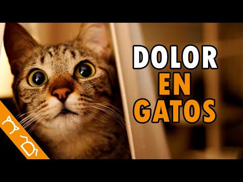 Cómo Saber Si Tu Gato Siente Dolor | 10 Señales En Las Que Fijarte Según Los Expertos