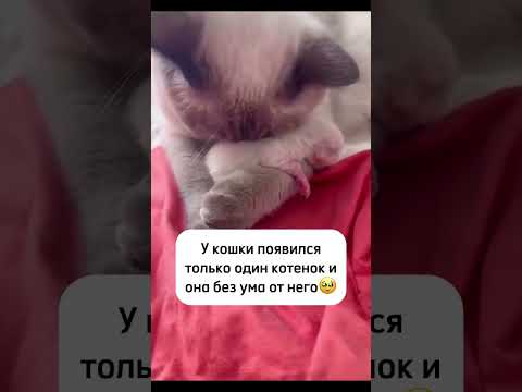 Материнская любовь🥹❤️