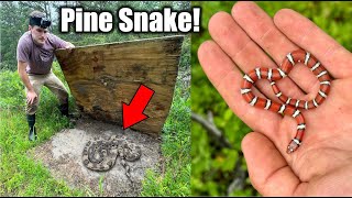 My Most RANDOM Snake Encounter Ever? - Pine Snake, Milks, and More!