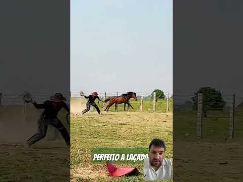 #cavalo #vaqueiro #laco #shorts #shortvideo #shortviral #fyp