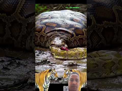 # #animals #tiger #snake #wildanimals @##