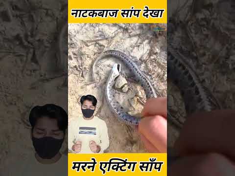 ऐसा नाटकबाज सांप देखा है कहीं? देखिए कैसे कर रहा मरने की एक्टिंग #snake #aajkatazakhabar