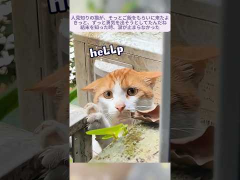 人見知りの猫ママが子どものために、いつもご飯をくれる優しい人のもとへ食べ物をもらいに行った。すべての命に心があり、母の愛は種を超える。本当に感動する話だね #物語を描く #母性愛は種族を問わない