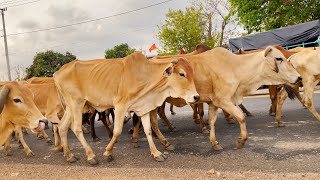 Bunyi sapi lucu Mengiring Sapi Lembu Gembala Menuju Ke Kandang Peternakan Hewan Ternak Sapisuara moo