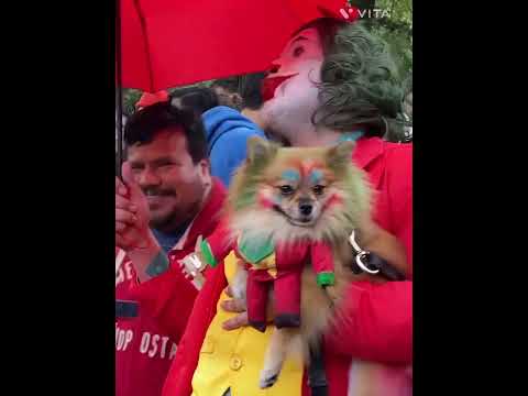 Dog Halloween Parade 🎃 #fypシ #funny #usa #foryour #dog #dogs #halloween