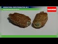 Seed Scarification Techniques and Tools