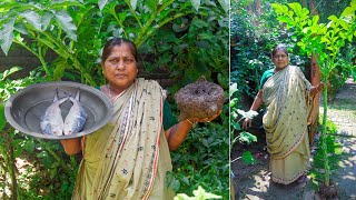 Hilsa with Elephant Foot Yam Cooking and Vorta Recipes