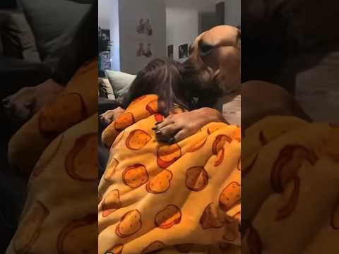 Big Boerboel Big Cuddles #shortsfeed #shortvideo #boerboel