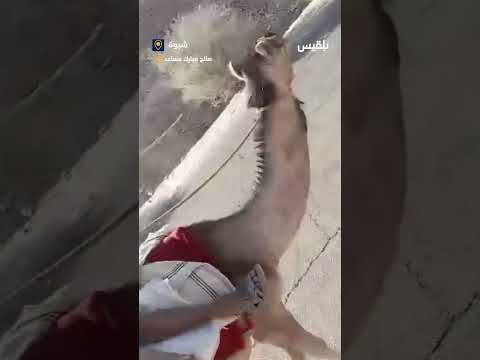 قناة بلقيس الفضائية