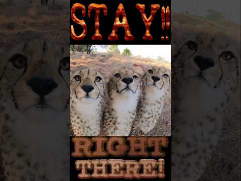 Aggressive Charging Cheetahs Tamed Using Chris Pratt's Velociraptor Jurassic Park Hand Gestures