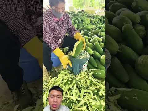 Thu hoạch và chế biến đu đủ đem lại hiệu quả kinh tế cao #nongdan #fruit #farmtips #famer #farming