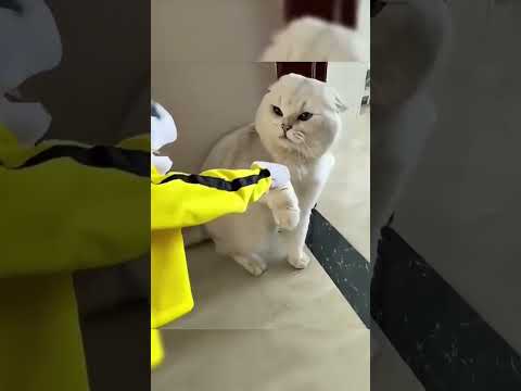 babu usil🤣 #cat #funnycats #kucing #shots