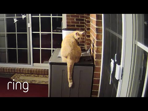 Curious Cats Respond to Owner’s Voice on Ring! | RingTV