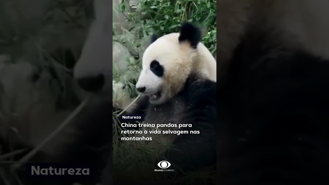China treina pandas para retorno à vida selvagem nas montanhas
