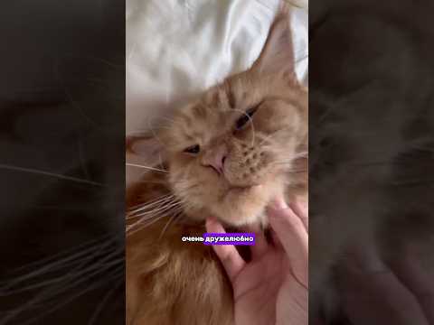 Погладили бы?❤️ #питомцы #животные #кот #котики #мейнкун