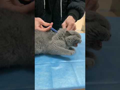 This Cat’s Reaction to the Vet Is Priceless! 🐈🌹💐#cat #cutecat #adoreble #funny