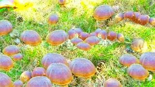 Grzyby. Grzybobranie 2026 SEZON RUSZYŁ, LAS-  Pierwsze🌕 Borowiki !