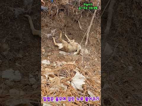 밀렵 올무에 걸린 🦌노루 구출하면 생기는 일#노루#밀렵
