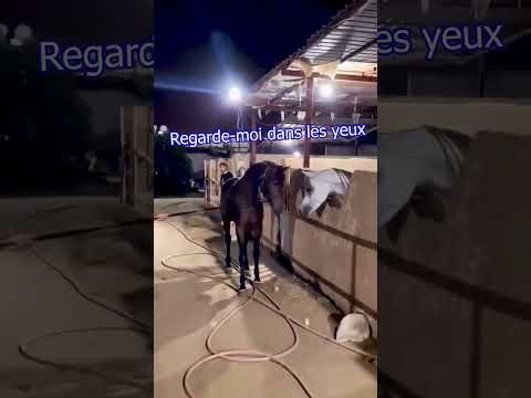 Un cheval avec un caractère de cochon