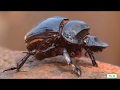 Beetle Behavior and Characteristics