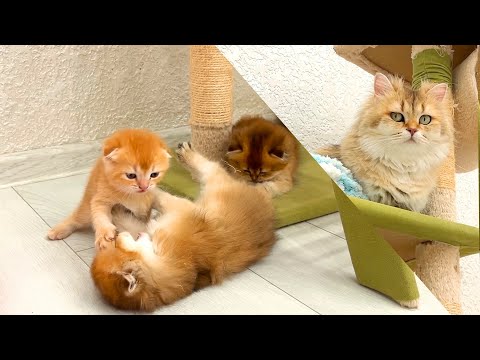 How kittens behave when mama cat isn't watching!