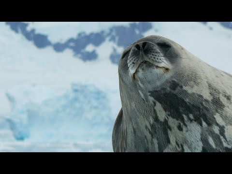 The Heartwarming Tale of Weddell Seals | Survival Half Hour