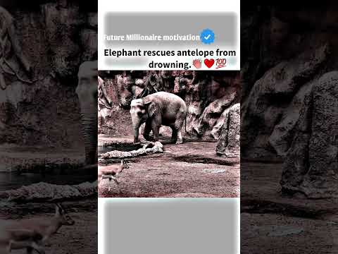 Elephant rescues...😭💔 motivational status #motivation #whatsappstatus #youtube #attitude