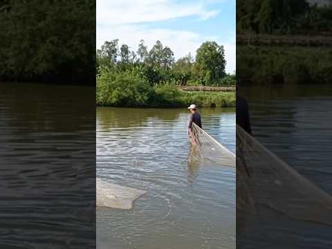 🌺cận cảnh kéo thẻ miền tây 🌺