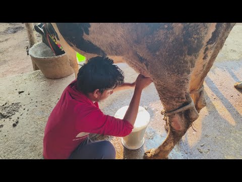 Manual cow milking long video#cow farming in India