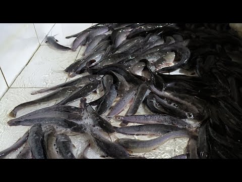 The Results Of The Catfish Fishing Today Are Very Satisfying || I Save all Catfish in the Pond