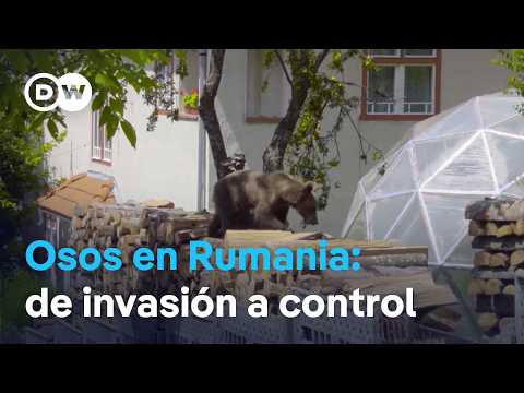 Osos en los Cárpatos: conflictos y convivencia en Rumania