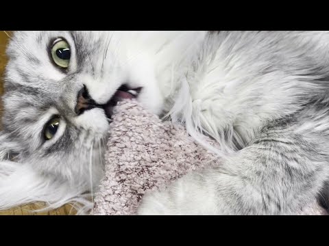 [My Pet] 마따따비의 힘!, Siver vine Power