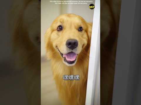 क्या Doggy अपनी गर्लफ्रेंड से मिल पाएगा 🤣 | #shorts #dog #funny