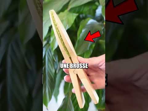 Trois inventions les plus stupides du Japon